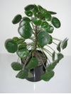 pénzlevelű pilea