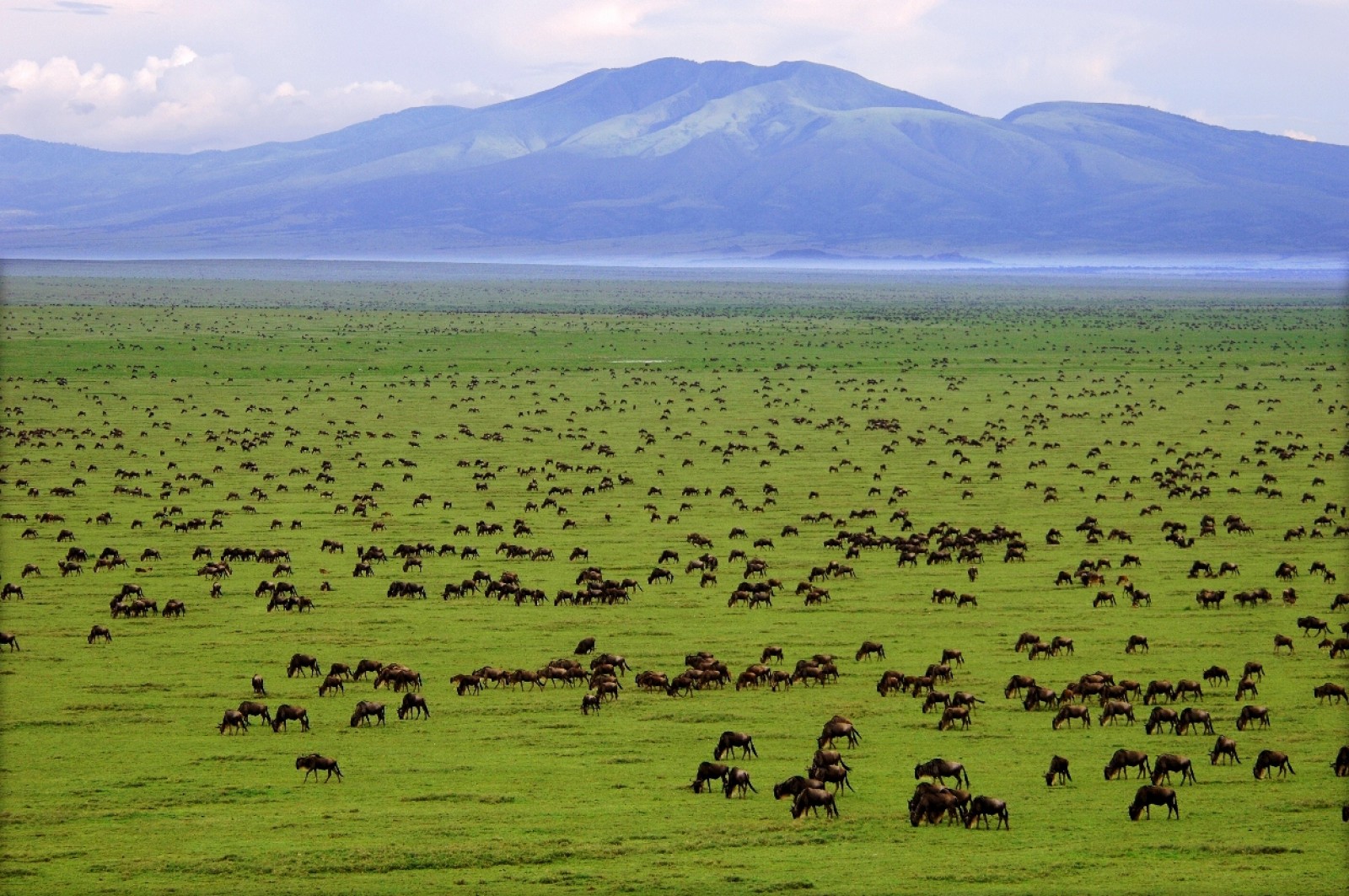 Serengeti Nemzeti Park