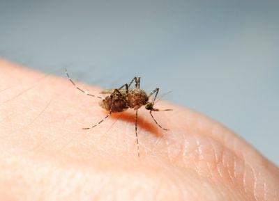 Rovarcsípések kezelése homeopátiával: mit használj darázs-, szúnyog-, hangya-, bögölycsípésre?