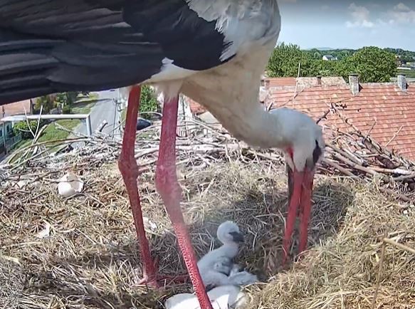 Anyák napján keltek ki az első gólyafiókák - Itt a videó a csodás pillanatokról